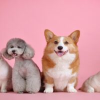 pets-3715733_1280 (1)
